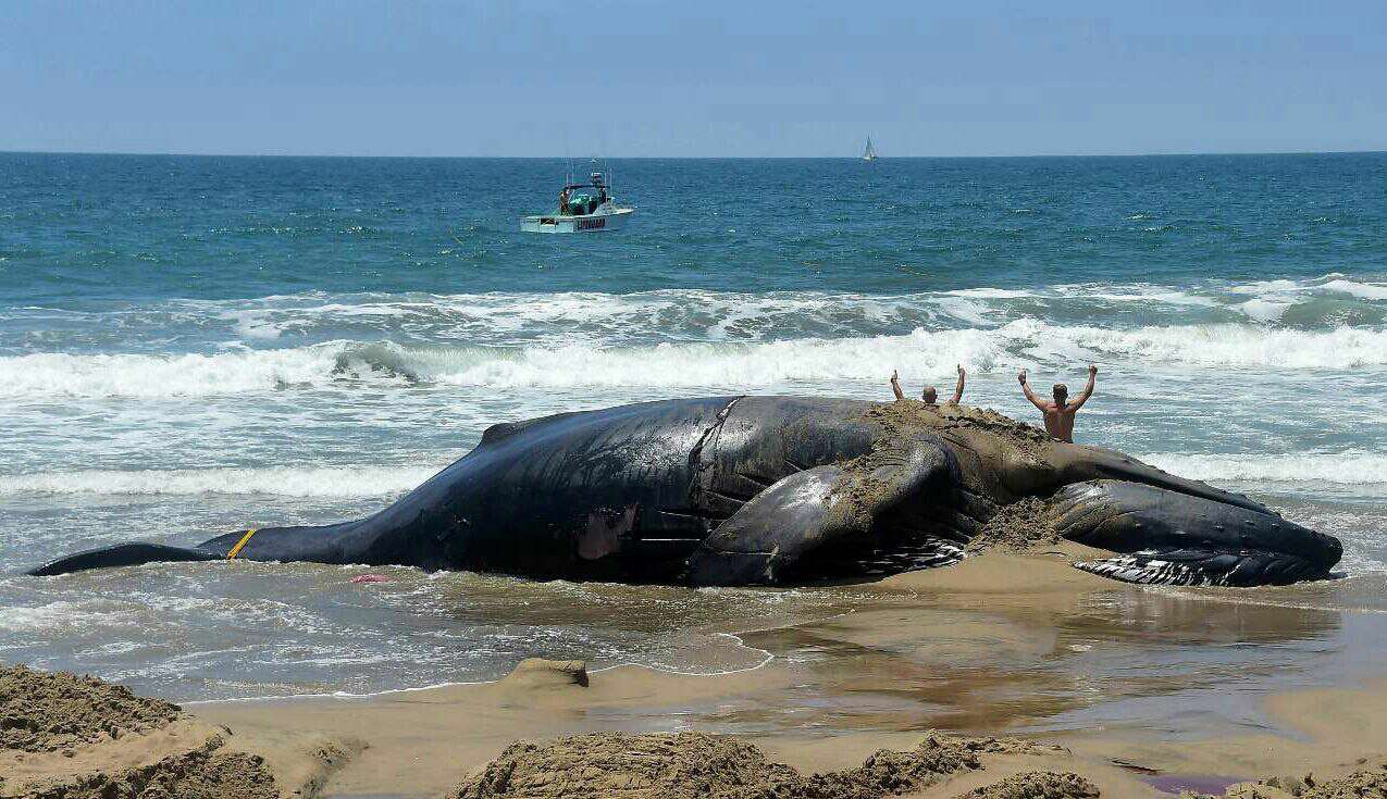 به گل نشستن نهنگ کوهان دار در سواحل کالیفرنیا